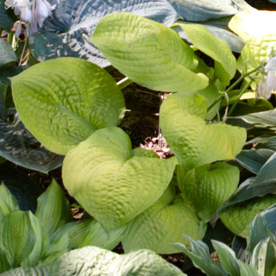 hosta 