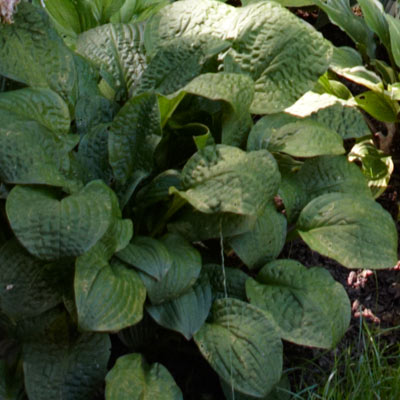 hosta 