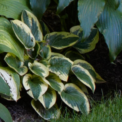 hosta 