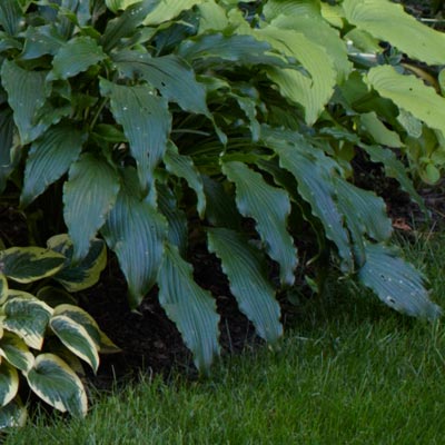 hosta 