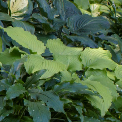 hosta 
