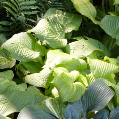 hosta 