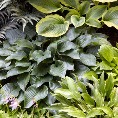 hosta 