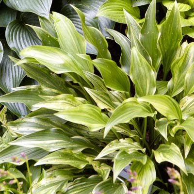 hosta 