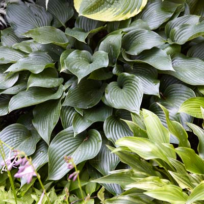 hosta 