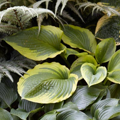 hosta 