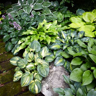hosta 