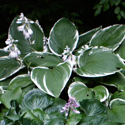 hosta 