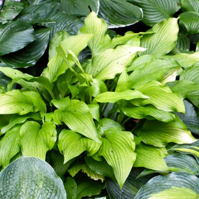 hosta 