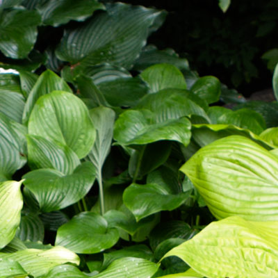 hosta 