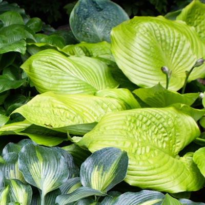 hosta 