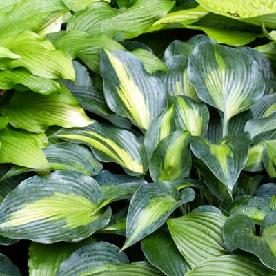 hosta 
