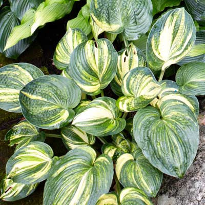hosta 