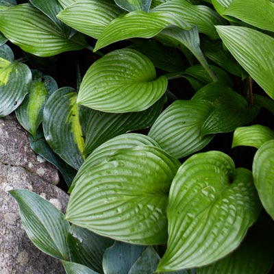 hosta 