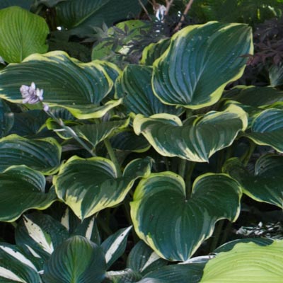 hosta 