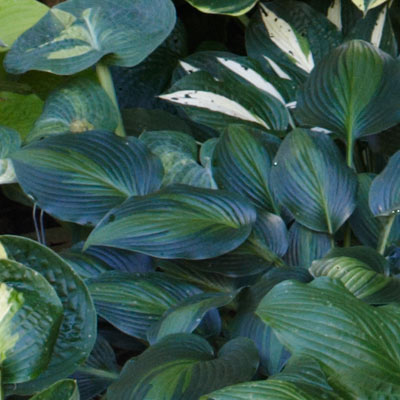 hosta 