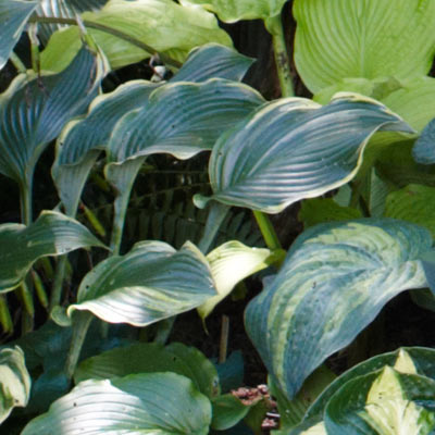 hosta 
