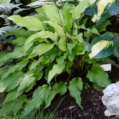 hosta 