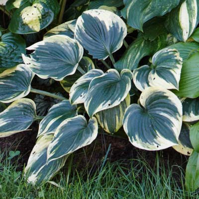 hosta 