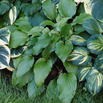 hosta 