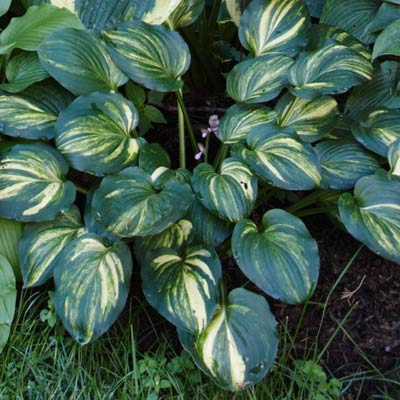 hosta 