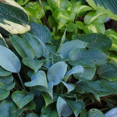 hosta 
