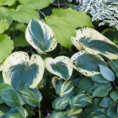 hosta 