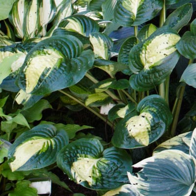 hosta 