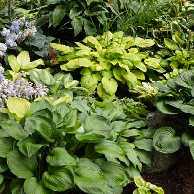 hosta 