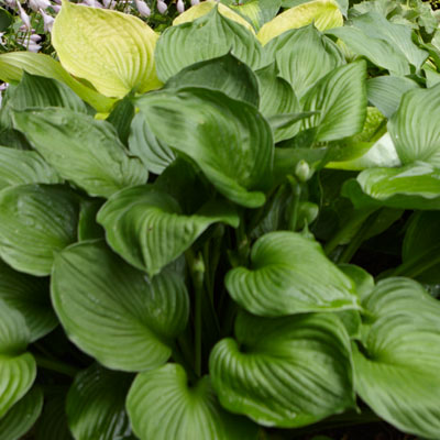 hosta 