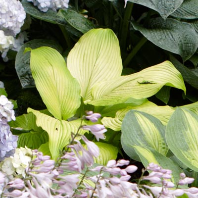 hosta 