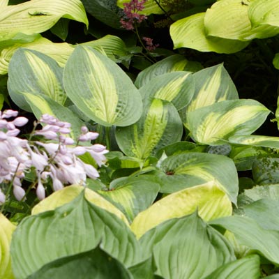 hosta 