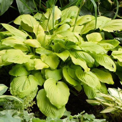 hosta 