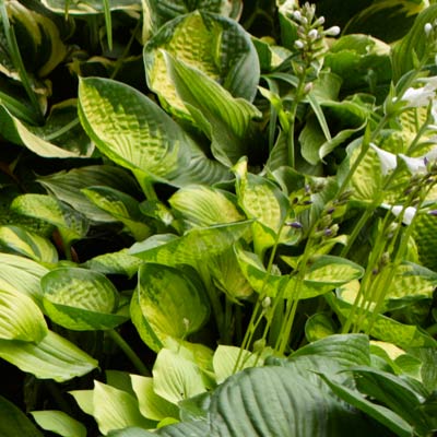 hosta 