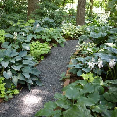 Shade Garden Ideas Hostas Photograph Grow A Lush Gar Shade Garden Ideas Hostas Photograph