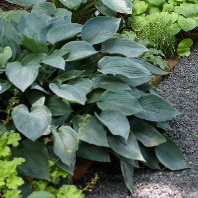 hosta 