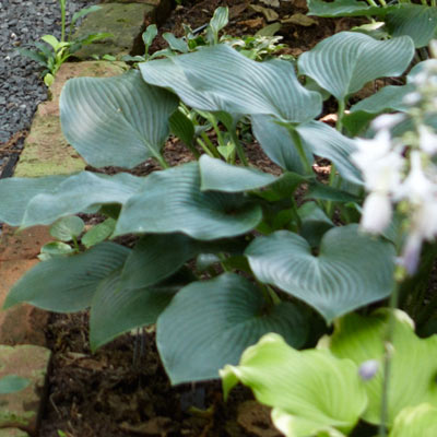 hosta 