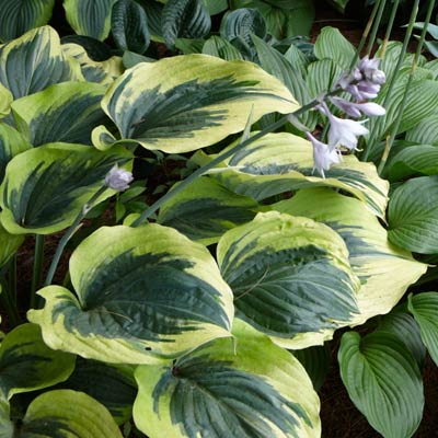 hosta 