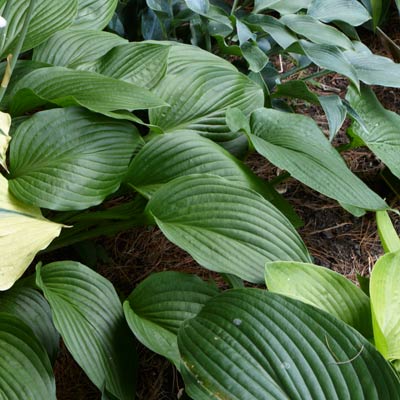 hosta 