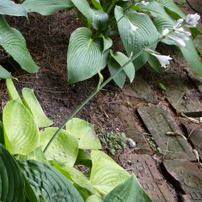 hosta 