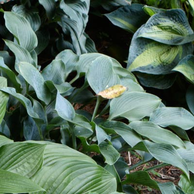 hosta 