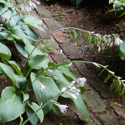 hosta 