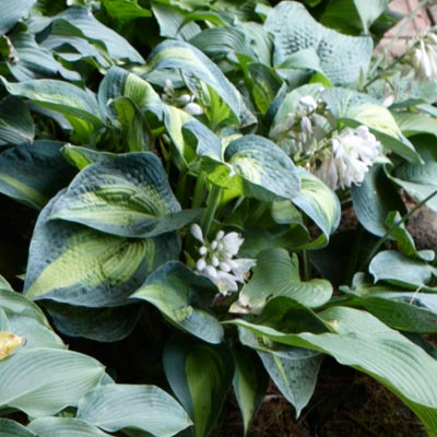 hosta 