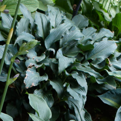 hosta 