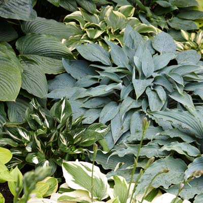 hosta 