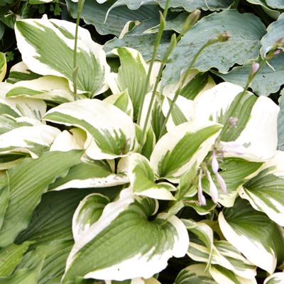 hosta 