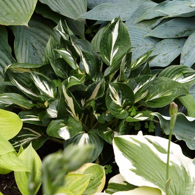 hosta 