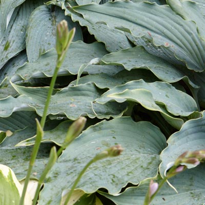hosta 