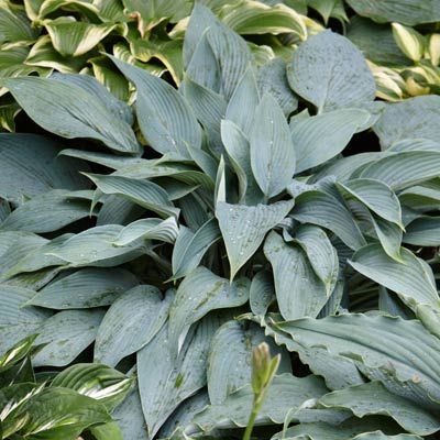 hosta 