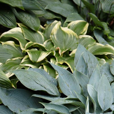 hosta 